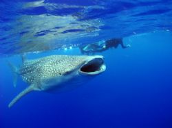 Whaleshark feeding on the surface with snorkellers at Gla... by Martin Spragg 